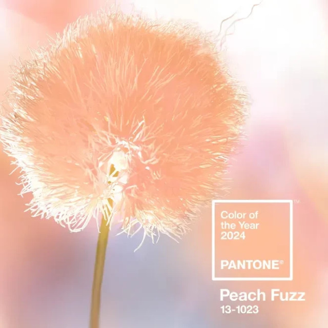 Merülj el a bájos Peach Fuzz világában!